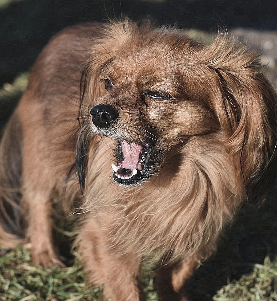 Close-up of a Cute Dog Yawning 
