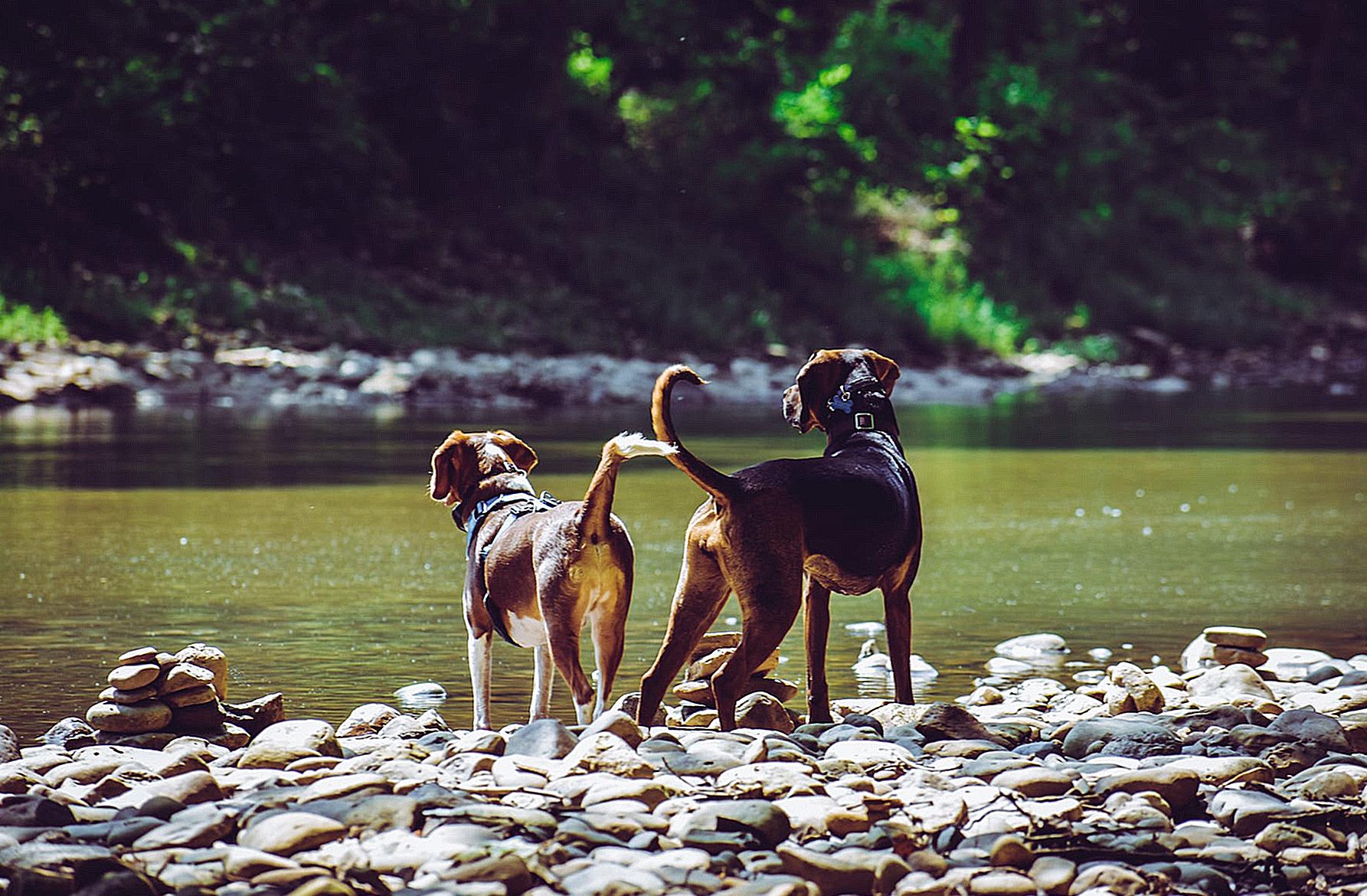 Two Adult Harrier Dogs Standing Beside River