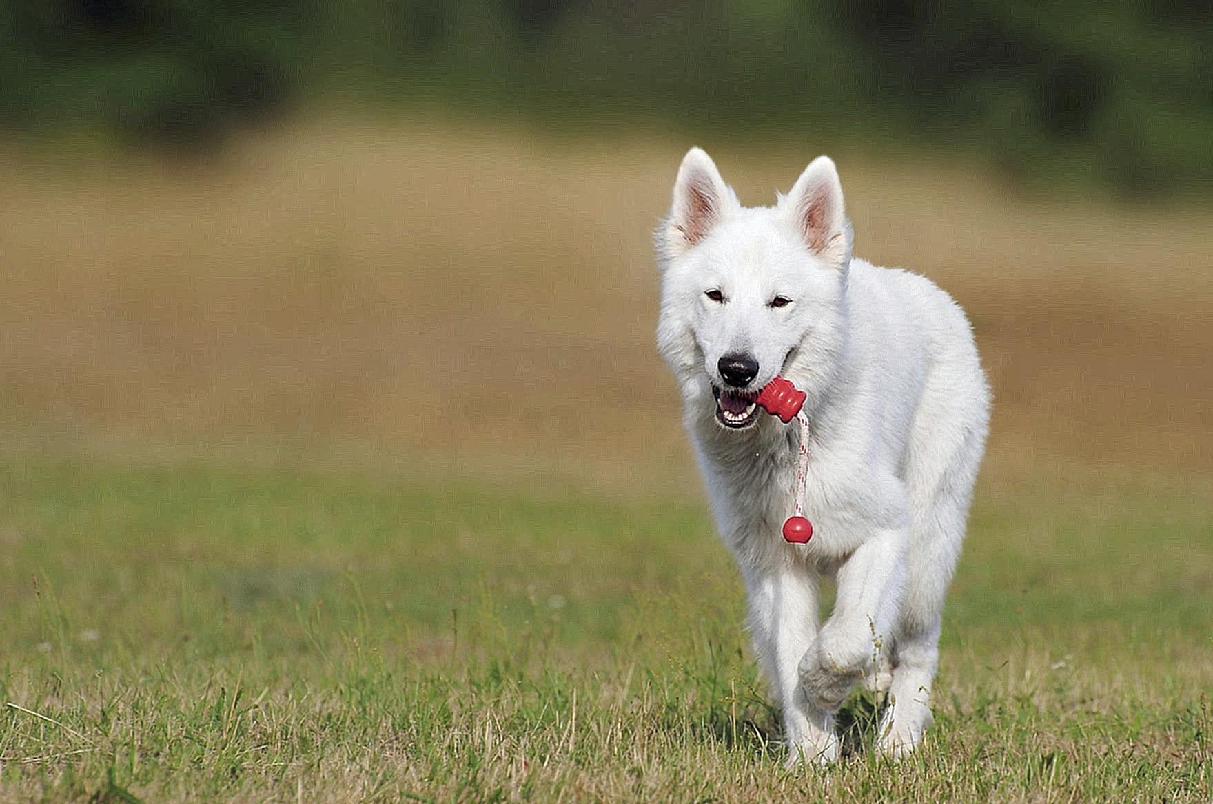 White Dog Running over Green Grass