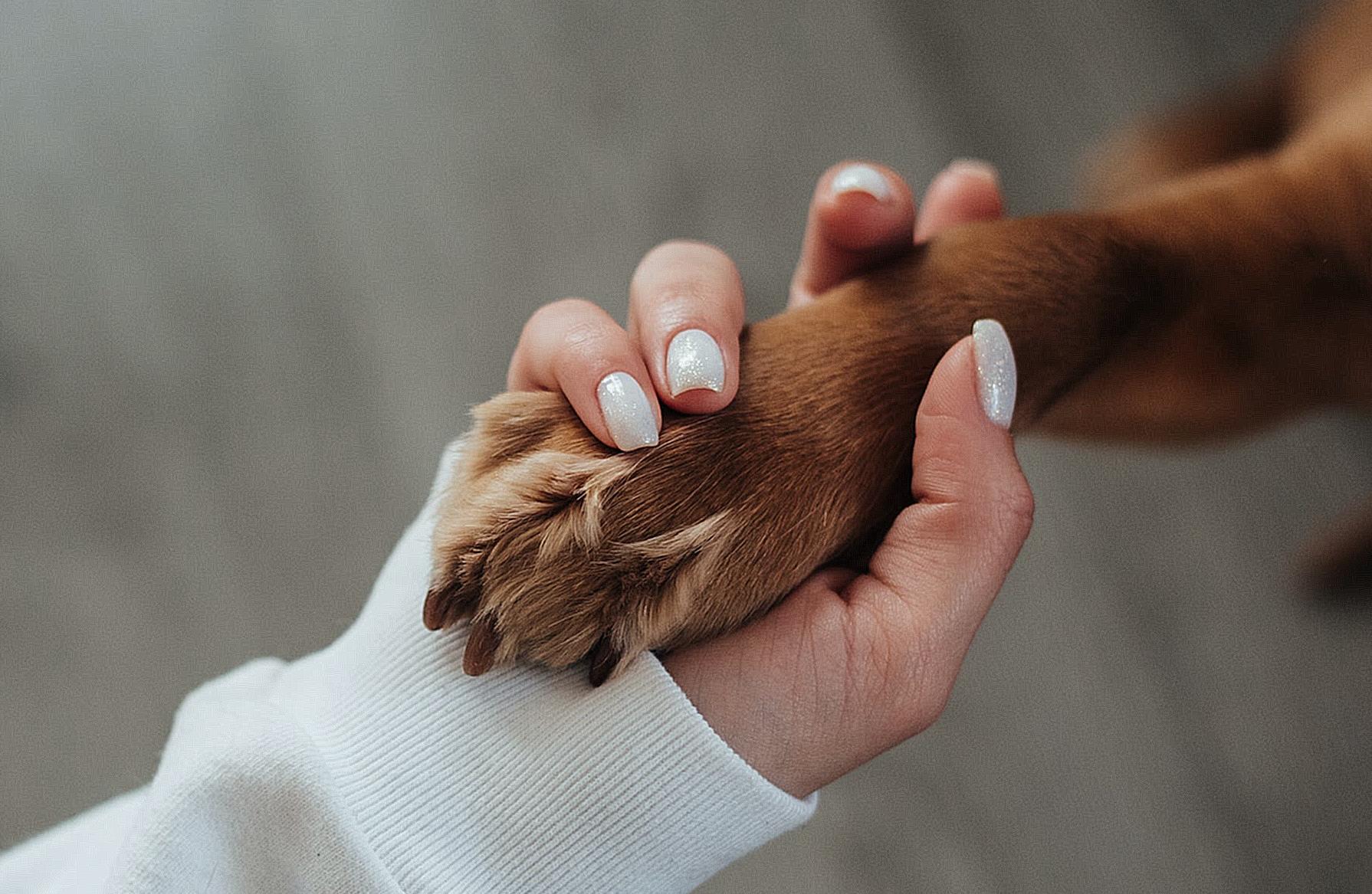 Unrecognizable woman holding paw of dog