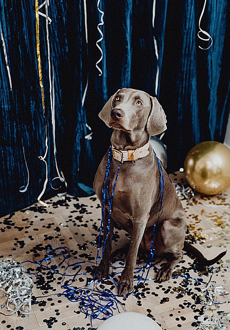 Gray Short Coated Dog Sitting Around Confetti