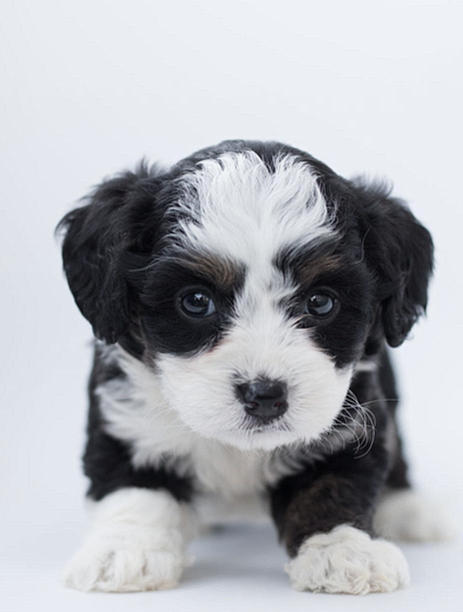 Black and White Maltese Puppy