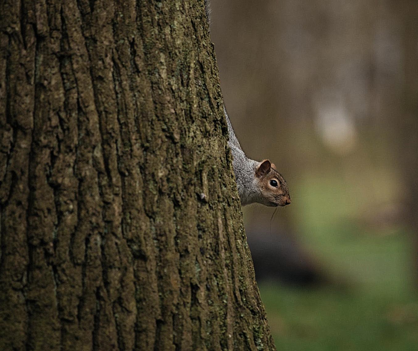 Small squirrel on trunk of tree in forest