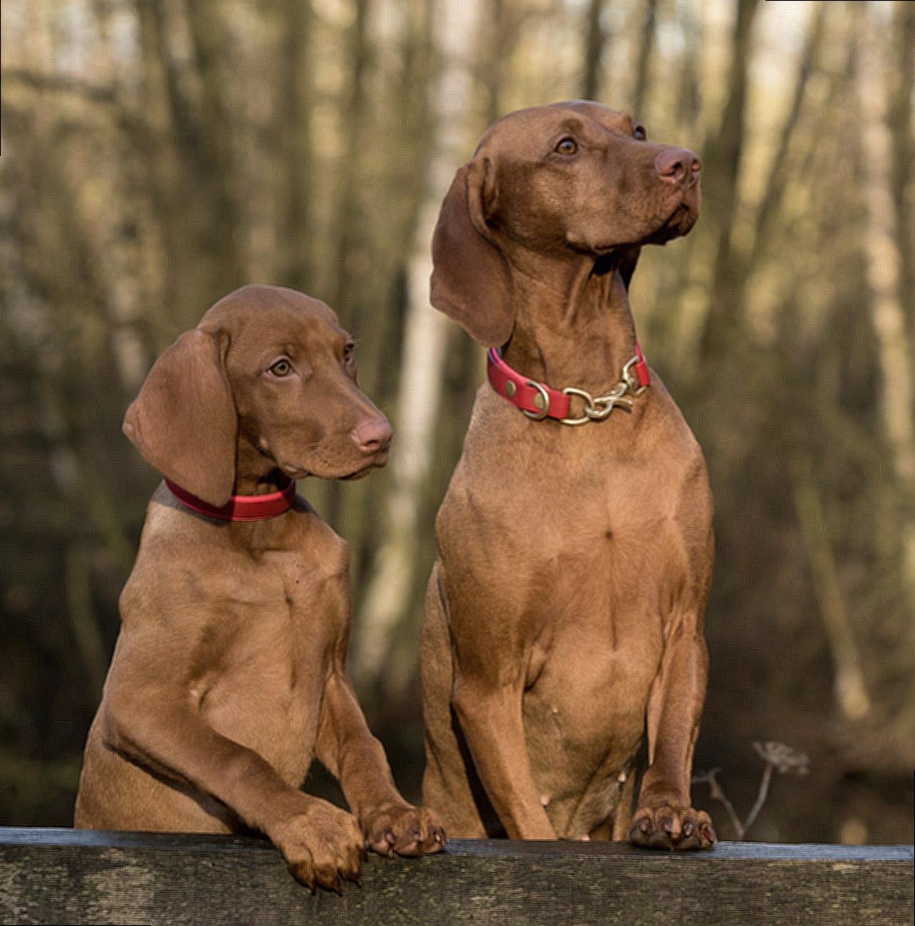 2 Vizsla Dogs Standing on Brown Wood Plank