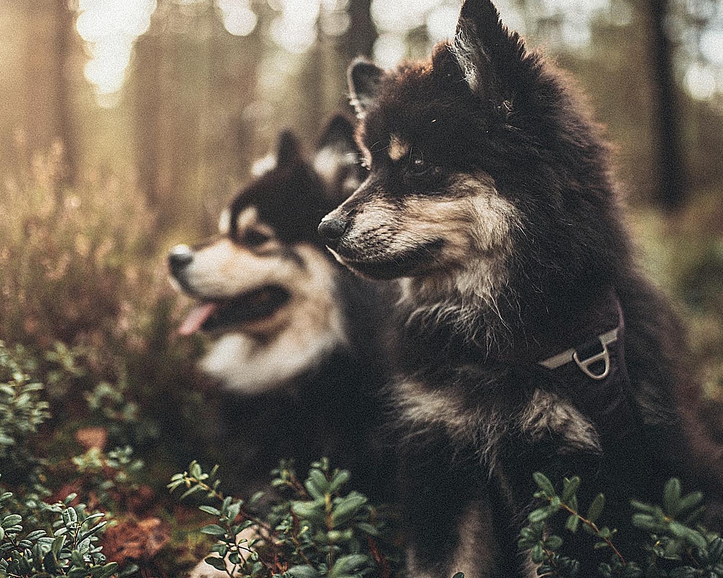  Puppies On A Forest Ground